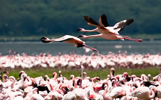 Flamingoes in Flight - Lake Nakuru National Park, Kenya